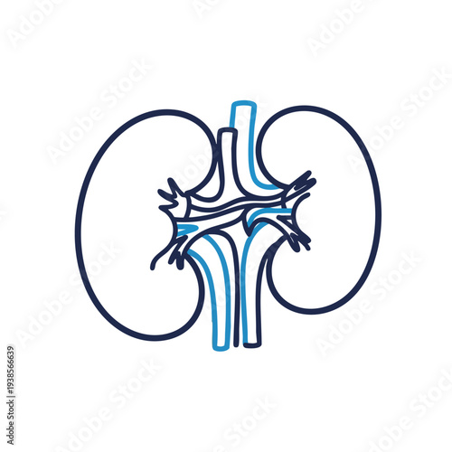 Detailed illustration of human kidney anatomy from a frontal viewpoint showcasing internal structure