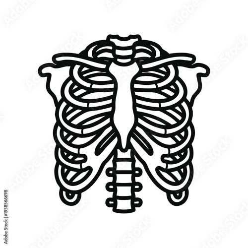 Detailed illustration of human ribcage anatomy from a frontal viewpoint showcasing skeletal structure
