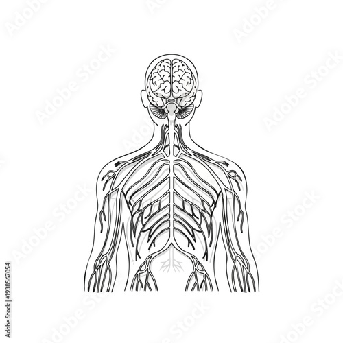 Detailed anatomical illustration of human anatomy focusing on nervous system structure and complexity from a frontal viewpoint