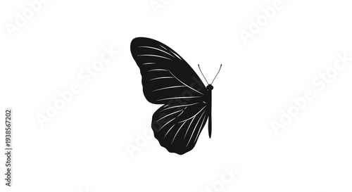 A striking black butterfly with detailed wings is shown in profile against a neutral background silhouette high quality professional