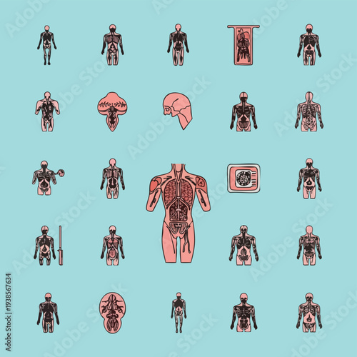Detailed anatomical illustrations of human anatomy from various viewpoints showcasing internal organs and bodily structures in a grid layout