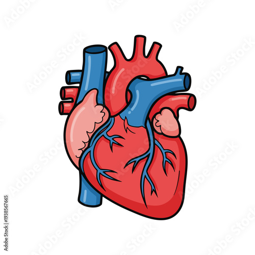 Detailed illustration of human heart anatomy showing ventricles and arteries from an anterior viewpoint