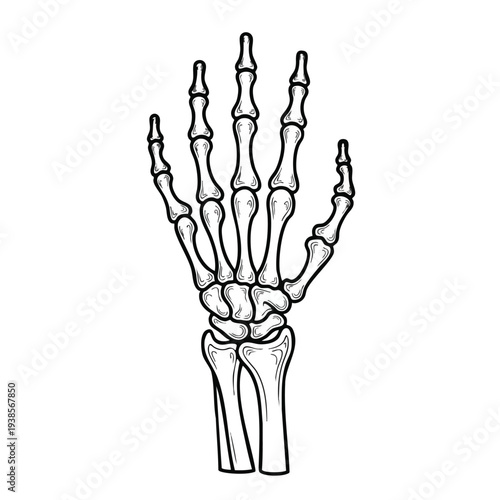 Detailed illustration of human hand anatomy showing bones and skeletal structure from a frontal viewpoint
