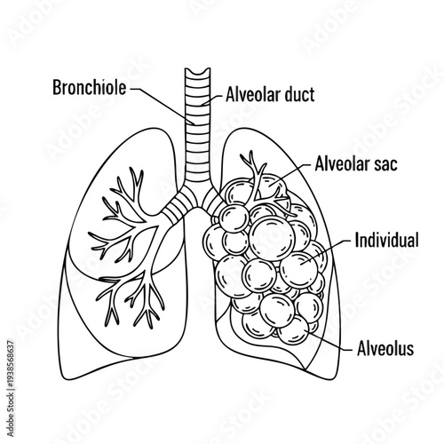Detailed anatomy of human lungs illustrated with labeled bronchiole, alveolar duct, alveolar sac, individual alveolus, and alveoli structures