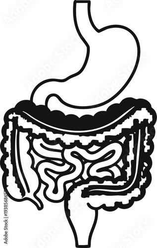 Detailed illustration of human digestive system anatomy from a frontal viewpoint showcasing stomach and intestines