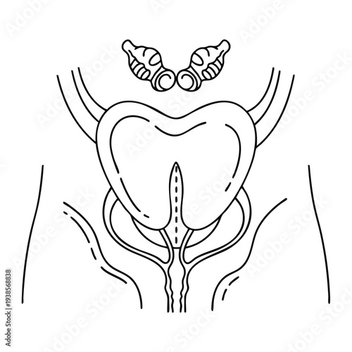 Detailed anatomical illustration of human pelvis anatomy from a frontal viewpoint