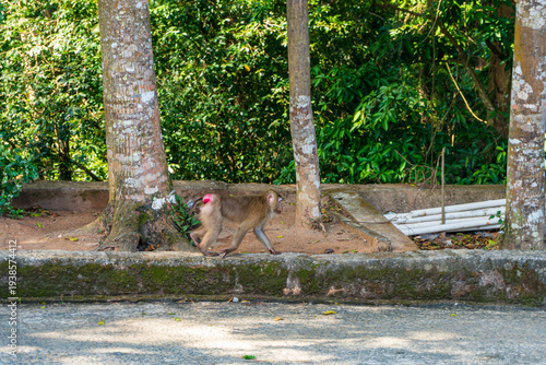 Canvas Print Wild macaque monkey walking along the roadside in a tropical forest environment