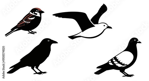 Common bird species collection: sparrow, seagull, crow, pigeon illustrations