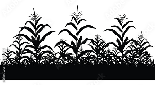 A striking black and white image depicts a dense field of corn stalks against a bright backdrop silhouette high quality professional