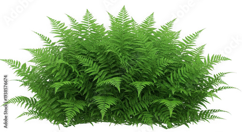 Lush green shrubbery with dense foliage and natural texture