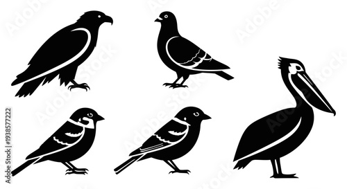 Diverse Bird Silhouettes Set: Eagle, Pigeon, Sparrow, Pelican Icons on White