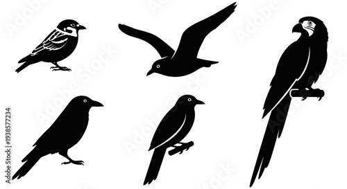 Diverse bird silhouettes collection: sparrow, seagull, crow, and parrot vector icons