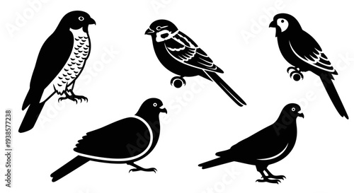 Diverse Bird Silhouettes Vector Collection: Falcon, Sparrow, and Pigeons Illustration