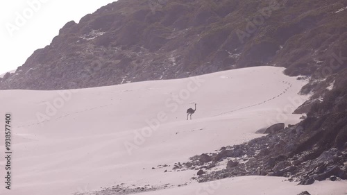Wild Ostrich walks along sand tracks in South Africa in the Cape of good hope