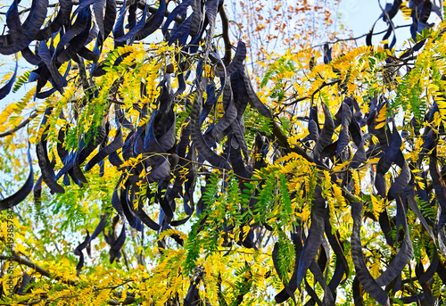 Honey Locust tree (Gleditsia triacanthos) with seed pods