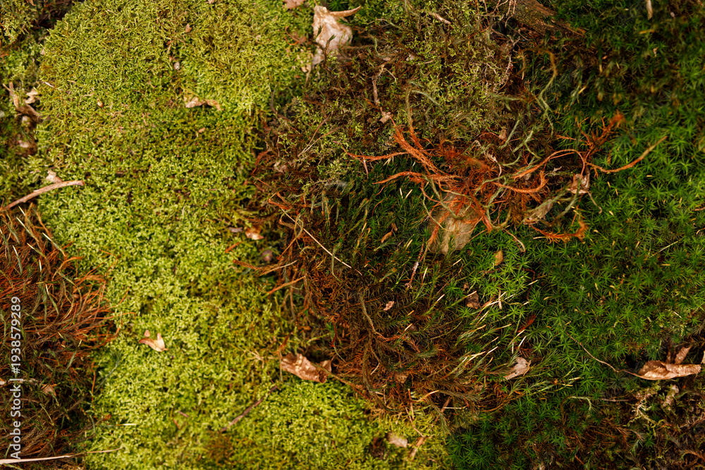 Fototapeta premium Close-up of a diverse forest floor showing various green and brown moss textures and details. Ideal for nature, texture,