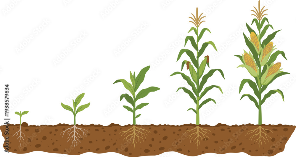 Fototapeta premium Minimal hand-drawn vector illustration set of corn plant growth stages from seedling to full maturity in clean outline style