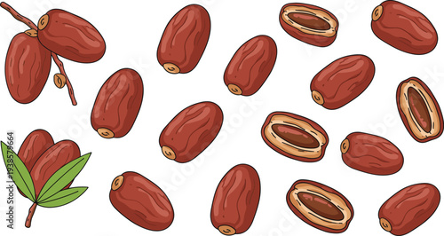 Minimal hand-drawn vector illustration set of dates fruit with branches, leaves, and halved pieces showing seeds in clean outline style