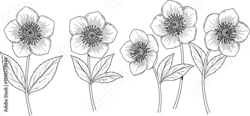 Minimal hand-drawn vector illustration set of detailed flowers with petals, stamens, and leaves in clean outline style