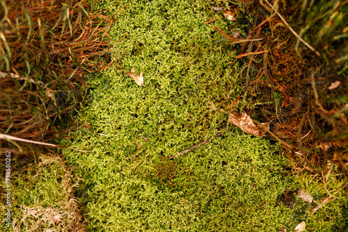 Detailed shot of lush green...