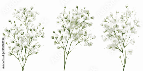 Three delicate watercolor sprigs of baby's breath flowers delicate light yellow and white floral arrangement isolated on transparent background