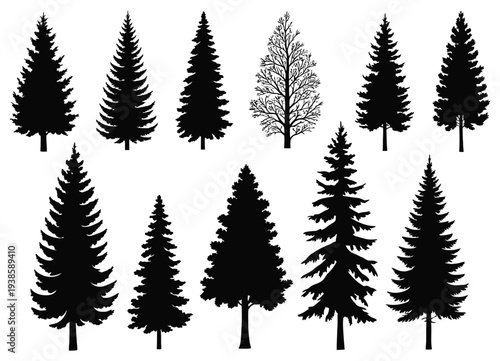 Pine Tree Silhouette Set Vector Illustration, Different Evergreen Conifer Tree Shapes Isolated for Forest Landscape Design, Nature Backgrounds, Outdoor Graphics, Environmental Posters