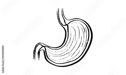 Stomach anatomy sketch