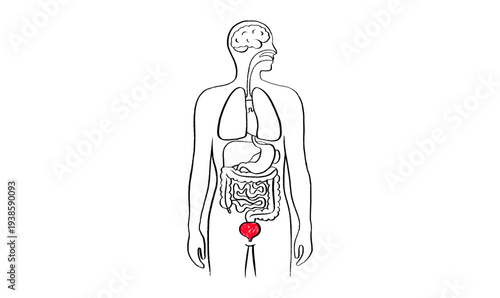 Bladder inflammation pain