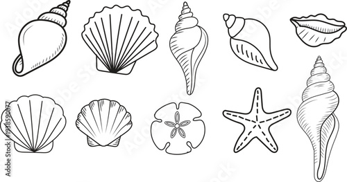 Hand drawn outline illustration set of diverse seashells and marine life