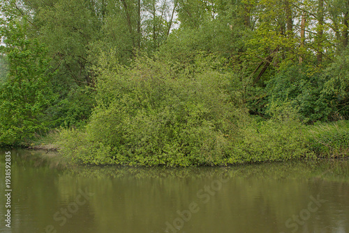  green spring trees along a creek in Bourgoyen nature reserve, Ghent, Flanders, Belgium 