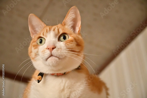 どこかを見ている猫