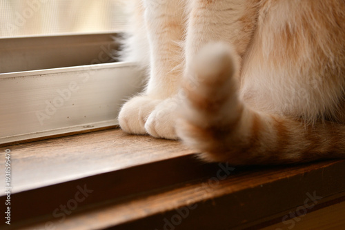 猫の尻尾と足