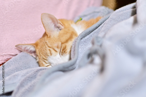ブランケットで寝る猫