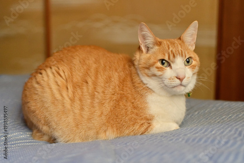 和室の布団の上で香箱座りをしてる猫