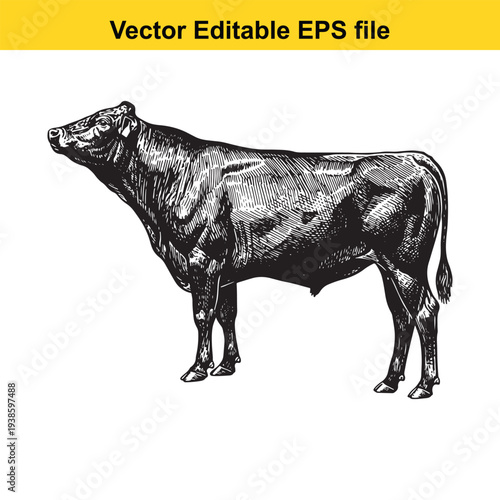 Cow Vector Illustration on White Background - Editable EPS