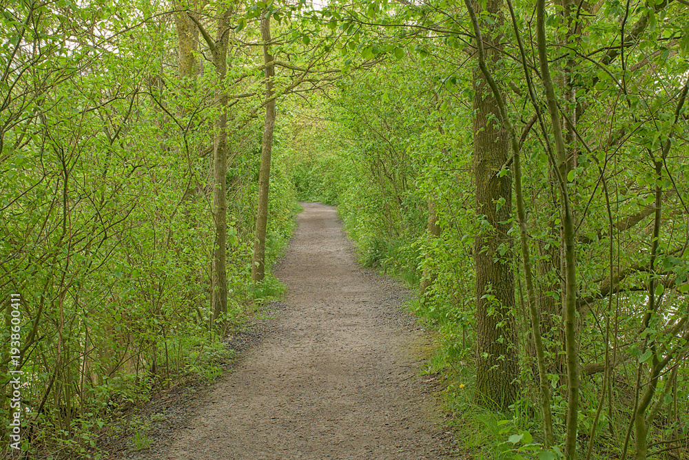 Fototapeta premium Hiking trail through a lush green spring forest in Bourgoyen nature reserve, Ghent, Flanders, Belgium 