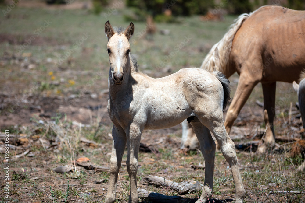 Fototapeta premium White wild horse baby colt in the Apache Sitgreaves National Forest mountains in Heber Arizona United States