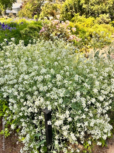 A blooming crambe cordifolia or sea kale with many small white inflorescences in a lush summer garden.Flower background
