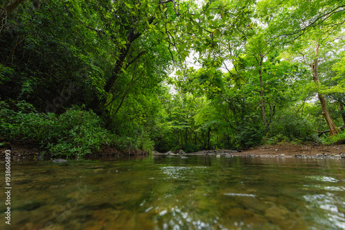 Tranquil forest stream flowing through lush green woods