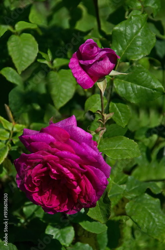 Part of a rose garden with beautiful bushes with purple flowers, Sofia, Bulgaria 