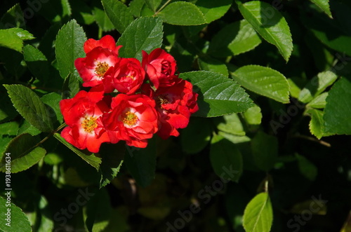 View of blooming variegated red and white rose flower, Sofia, Bulgaria  