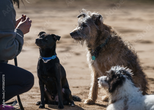 Photography Dog training on beach with three dogs waiting for treat