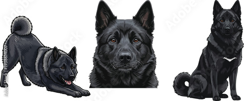Black Norwegian Elkhound dog portrait sitting play bow pose set