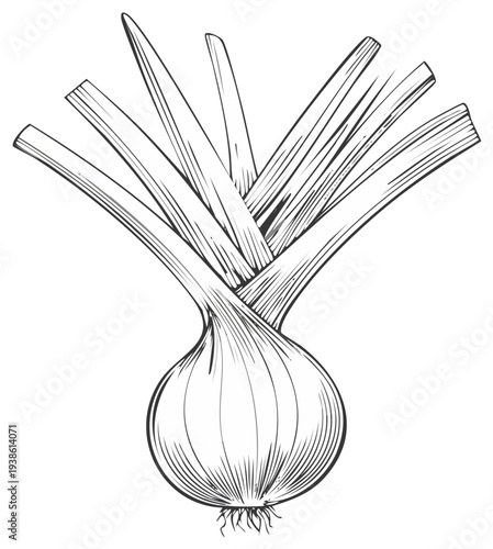 Detailed vintage style line art illustration of a fresh leek vegetable with prominent roots