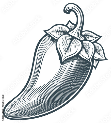 Engraved illustration of a Jalapeno pepper with leaves on a white background in vector format