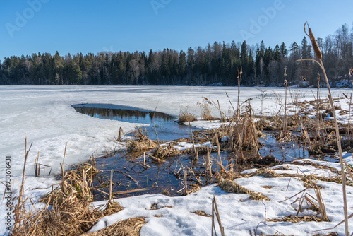 Bild auf Leinwand Frozen lake with melting ice and reeds in early spring landscape, tranquil north