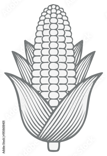 Stylized illustration of a fresh ear of corn with green husks isolated on white