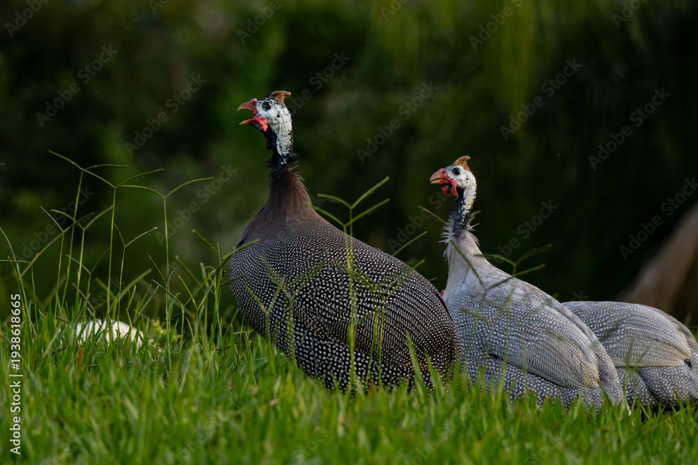 Fototapeta premium Guinea fowls walking freely in a rural farm setting. Natural countryside scene showing domestic poultry in open pasture.