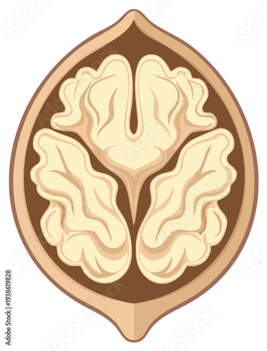 Walnut section illustration showing the nut kernel, a tasty and healthy treat, simple design