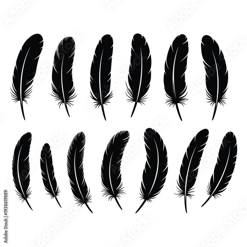 Collection of assorted black feathers in various shapes and sizes arranged neatly on a clean background
